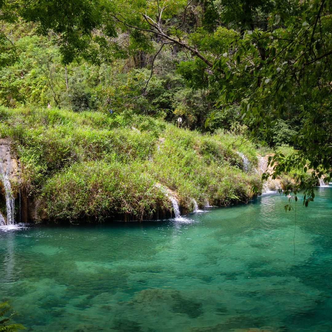 Natural swimming pools